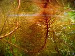    / Myriophyllum tuberculatum3  