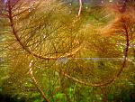    / Myriophyllum tuberculatum4  