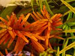  .  / Rotala Colorata