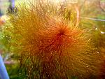    / Myriophyllum tuberculatum2  