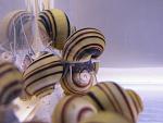  "Asolene spixi",