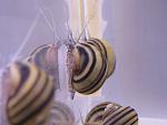  "Asolene spixi",