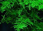 Vesicularia dubyana Singapore Moss
