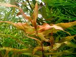   / Murdannia sp."Red"