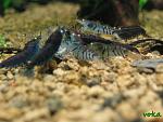"Deep Blue tiger shrimp" and Caridina cantonensis sp "blue" - "Blue Tiger Shrimp"