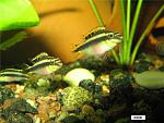 Pelvicachromis pulcher 