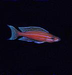 Paracyprichromis nigripinnis blue neon.