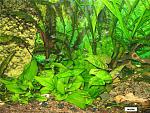 Pelvicachromis pulcher 