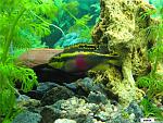 Pelvicachromis pulcher  