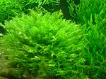Fenix Moss - Fissidens fontanus