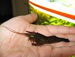 Macrobrachium nipponense 1