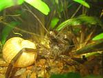 Macrobrachium nipponense
