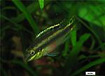 Pelvicachromis pulcher 