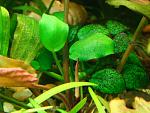 Anubias barteri var. nana.