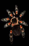 smithi