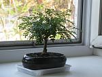 IMG 4126