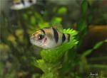 Barbus fasciatus 
