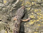   Eublepharis macularius