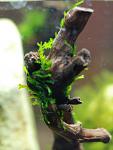Weeping Moss 
(     )
