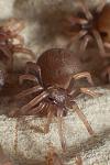 chromatopelma
