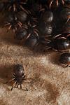 chromatopelma