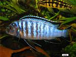Pseudotropheus Elongatus