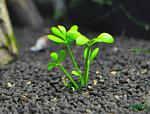 Marsilea sp. Vietnam
