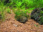 Giant Willow moss