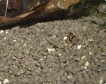 Caridina tumida (New bee) - 3
