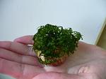 Weeping Moss