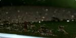 Caridina cf. cantonensis sp. "Tiger" (4)