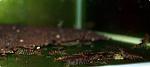 Caridina cf. cantonensis sp. "Tiger" (3)