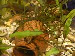 Giant Willow Moss