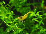 Neocaridina heteropoda var. yellow (Yellow Shrimp)