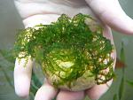 Weeping Moss