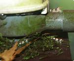 Caridina tumida (New bee) - 4