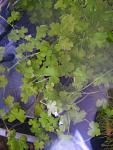 Hydrocotyle tripartita /   