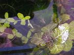   (Hyptis Lorenziana)- ,  .     . -     ...