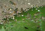 Caridina cf. cantonensis sp. "Tiger" (5)