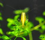 Neocaridina heteropoda var. yellow (Yellow Shrimp)