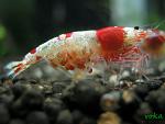 Caridina cf. cantonensis 'Crystal Red' (CRS) "   :)"