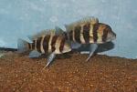 Cyphotilapia frontosa Burundi juvenile