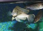 Neolamprologus callipterus