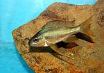Ophthalmotilapia ventralis Nkondwe 2