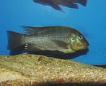 Petrochromis polyodon Mtoto