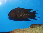 Petrochromis trewavasae