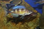 Cyprichromis zonatus Chituta Zebra - male