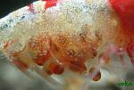 Caridina cf. cantonensis 'Crystal Red' (CRS) "   :)"