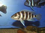Neolamprologus sexfasciatus Blue