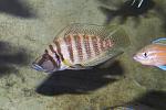 Altolamprologus calvus Yellow male